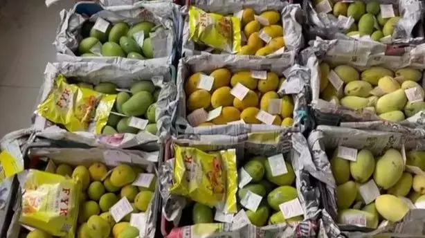 APEDA ने आंध्र प्रदेश के बंगनपल्ले आमों की सिंगापुर के लिए पहली कमर्शियल समुद्री खेप भेजने में मदद की