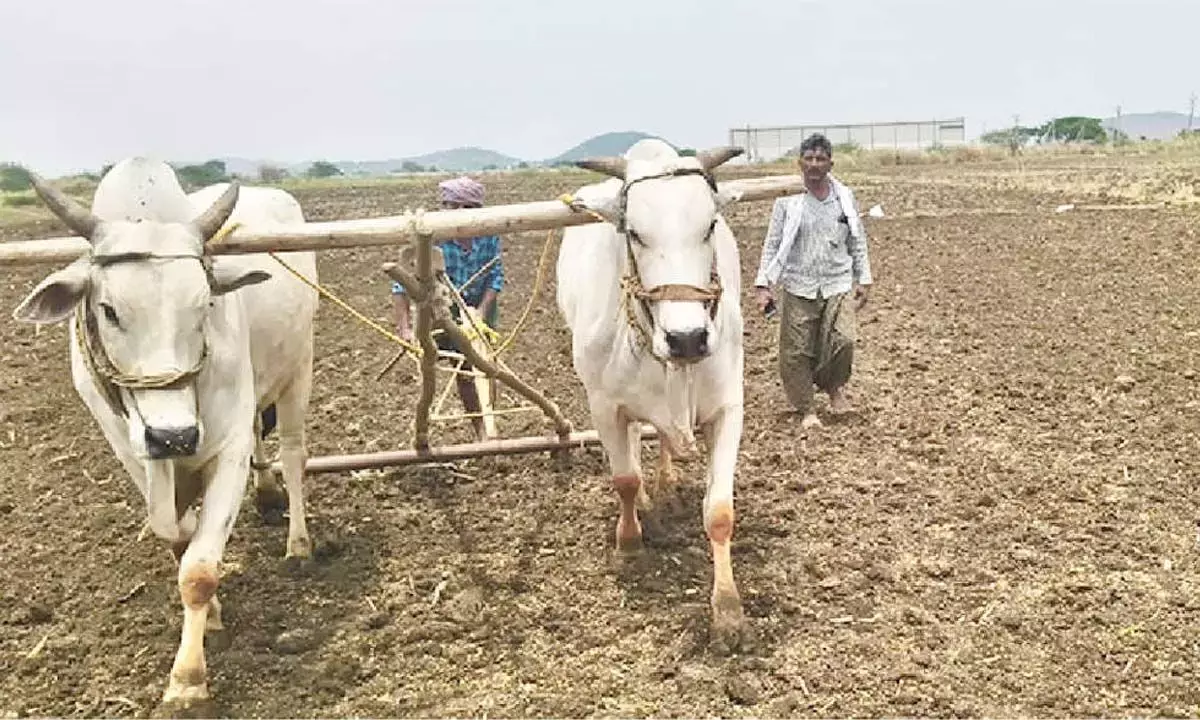 Andhra: सरकार 29 जून को एरुवाका पूर्णिमा मनाएगी