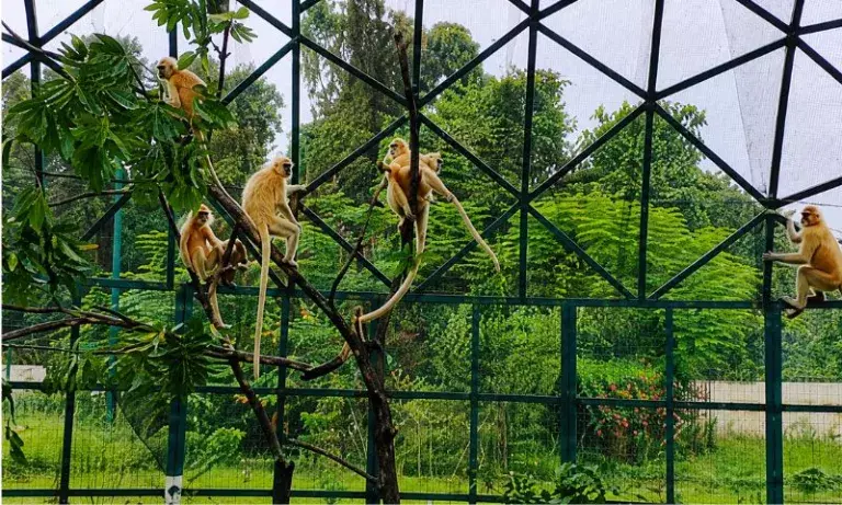 Assam: बचाए गए सात गोल्डन लंगूरों को सिखना ज्वावलाओ नेशनल पार्क में छोड़ा