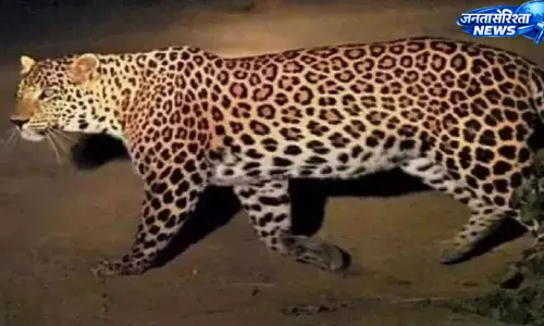 Prayagraj : गंगा तट पर तेंदुए की मौजूदगी से दहशत, झूंसी इलाके में लोगों में हड़कंप