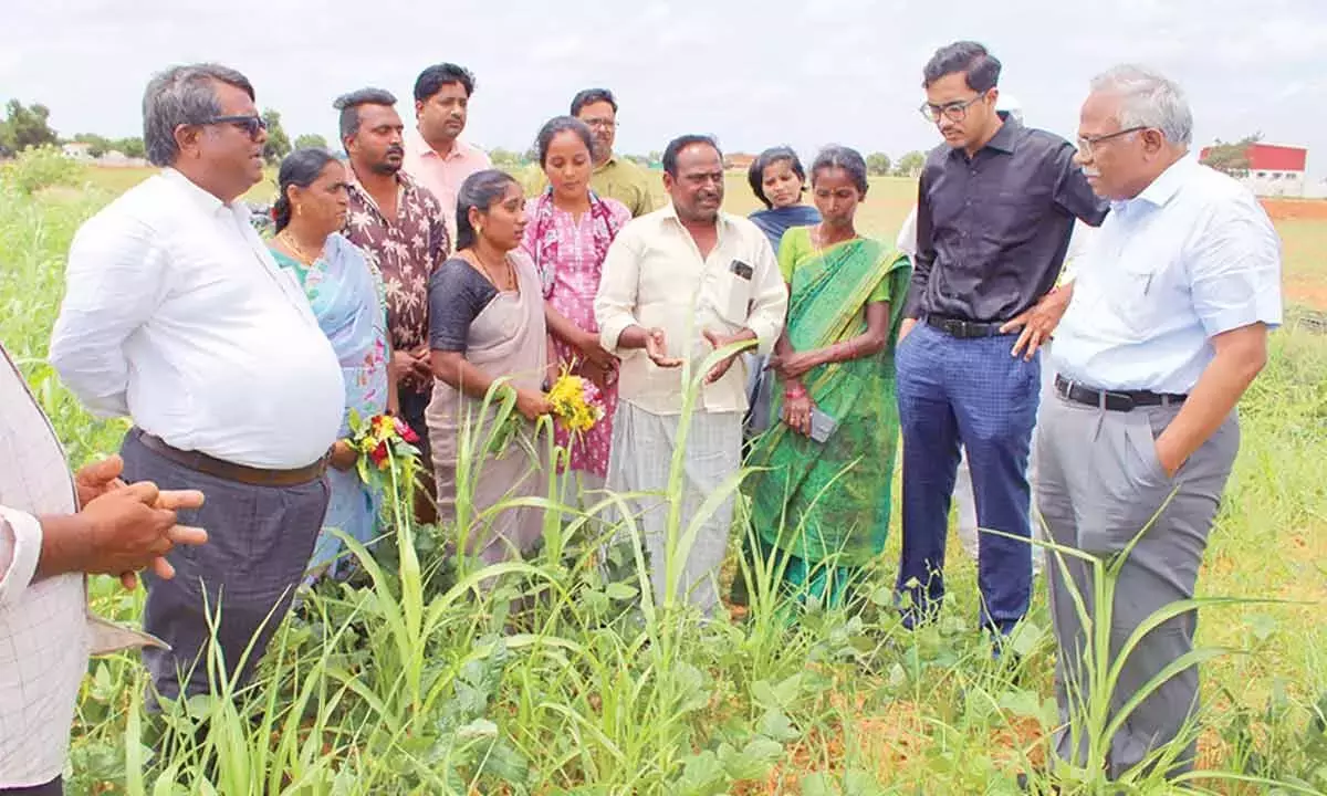 Andhra: कम बारिश वाले इलाकों में खेती के लिए सीड पेलेट तकनीक अहम है