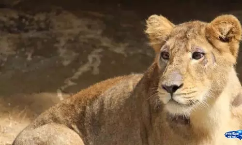 Amreli में दर्दनाक हादसा: शेरनी के हमले में 5 साल के बच्चे की मौत, इलाके में दहशत