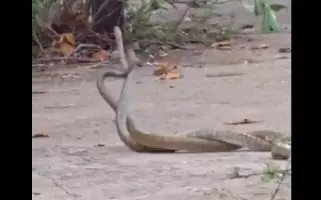 सांपों का प्रेम मिलन, कलेक्ट्रेट परिसर में दिखा अद्भुत नजारा सांपों का प्रेम मिलन, कलेक्ट्रेट परिसर में दिखा अद्भुत नजारा