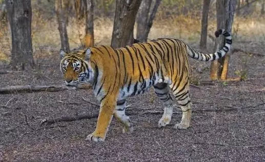 Jaipur: इंटरनेशनल टाइगर वीक के तहत रणथंभौर में होंगे विशेष आयोजन Jaipur: इंटरनेशनल टाइगर वीक के तहत रणथंभौर में होंगे विशेष आयोजन
