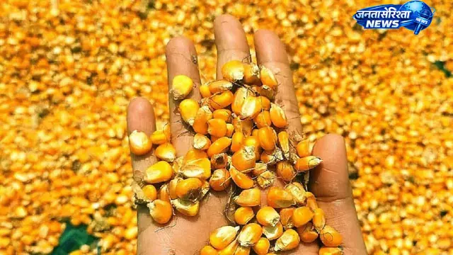 झारखंड: मक्का MSP घोषित, खरीद नहीं होने से किसानों को नुकसान झारखंड: मक्का MSP घोषित, खरीद नहीं होने से किसानों को नुकसान
