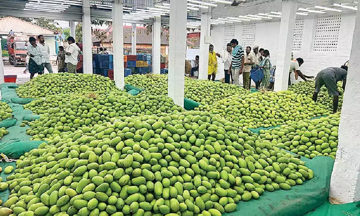 Andhra: नुन्ना आम बाजार में इस सीजन में व्यापार में 50% की गिरावट दर्ज की गई है