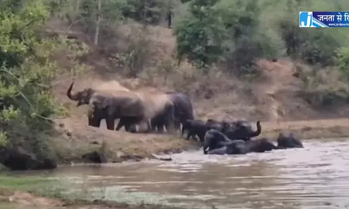 हाथियों का झुंड दिखा कटघोरा में, जलाशय में खूब नहाए