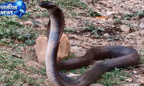जय हो नाग देवता, पुराना कांगड़ा रोड पर दिखा अद्भुत दृश्य
