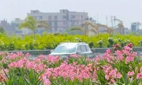 वायरल ट्रेंड बना आफत: मरीन ड्राइव पर पौधों को पहुंचा रहे नुकसान