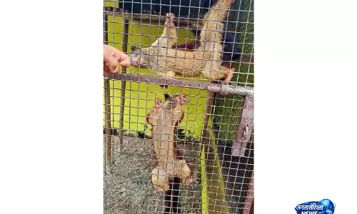 आंध्र प्रदेश में DRI की बड़ी कार्रवाई: 21 दुर्लभ वन्यजीव तस्करों के चंगुल से मुक्त