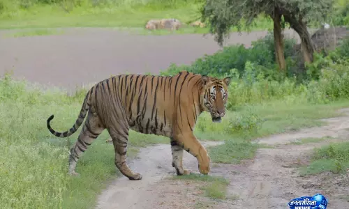 कर्नाटक में Bandipur और नागरहोल जंगल सफारी फिर से पूरी तरह खुलेगी