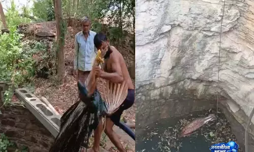 Gujarat के अरवल्ली में 60 फीट गहरे कुएं में गिरे मोर का सफल रेस्क्यू, ग्रामीणों ने जताई खुशी