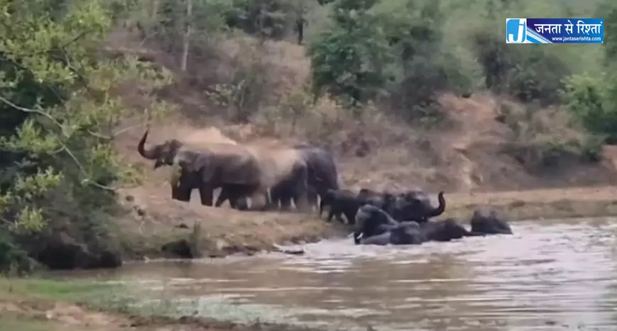 हाथियों का झुंड दिखा कटघोरा में, जलाशय में खूब नहाए हाथियों का झुंड दिखा कटघोरा में, जलाशय में खूब नहाए