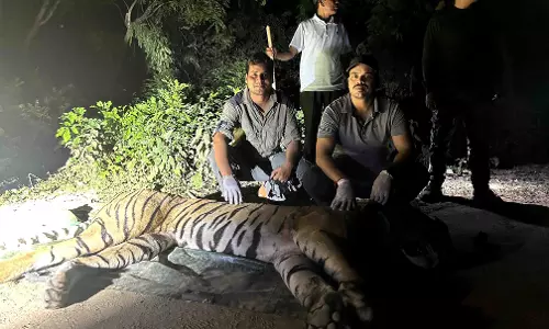 बाघों के बीच हुई लड़ाई, एक गंभीर रूप से जख्मी, वन विभाग ने किया रेस्क्यू