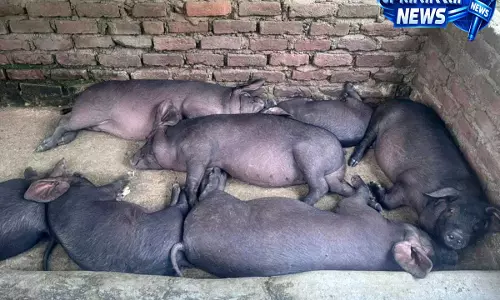 Kohima: अफ्रीकन स्वाइन फ्लू से बढ़ी चिंता, पशुपालन विभाग ने शुरू की कार्रवाई