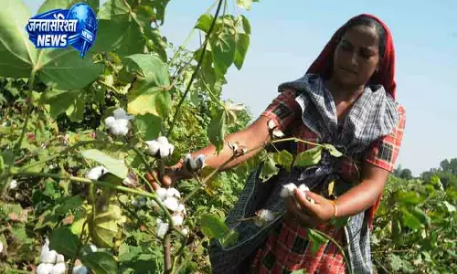 Hisar कपास उत्पादन में गिरावट से किसानों को झटका
