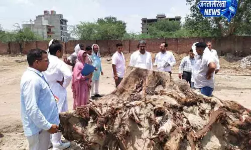 Hisar में 86 पेड़ों की अवैध कटाई का खुलासा