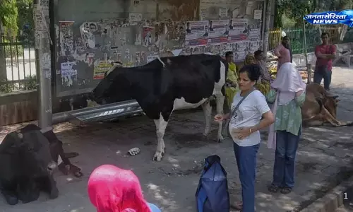 Yamunapar में बेसहारा गोवंश का आतंक, पार्षद पर हमला; सड़क सुरक्षा पर उठे सवाल Yamunapar में बेसहारा गोवंश का आतंक, पार्षद पर हमला; सड़क सुरक्षा पर उठे सवाल