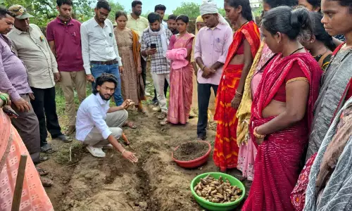छत्तीसगढ़ के वनांचल में पीली क्रांति से बदलेगी ग्रामीण अर्थव्यवस्था की सूरत