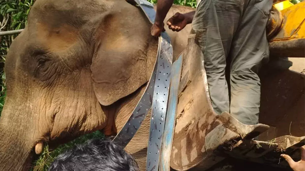 हाथी का आतंक खत्म: बेहोश कर रेडियो कॉलर लगाया, सुरक्षित जंगल में छोड़ा
