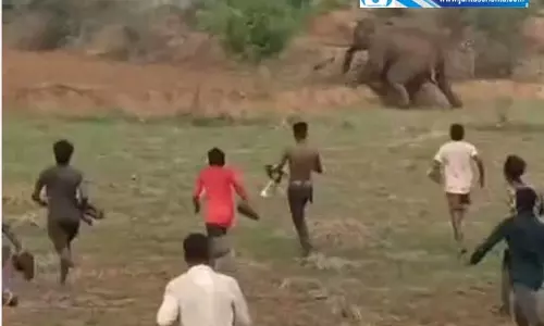 फटाखे फोड़कर हाथियों को भगाया, रायगढ़ से वीडियो आया सामने