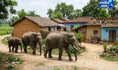गढ़वा में हाथियों का तांडव: रंका में सो रहे बुजुर्ग को उतारा मौत के घाट