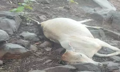 कांकेर में आसमानी गाज गिरी, 2 की मौत