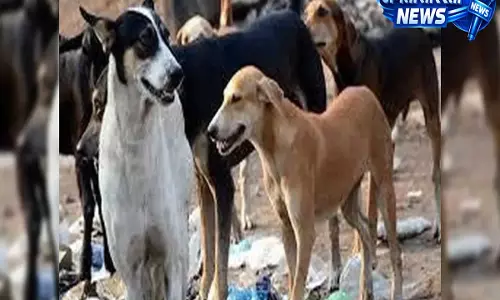 सरकार का बड़ा फैसला: मंत्रालय परिसरों से हटाए जाएंगे आवारा कुत्ते, डेडलाइन तय सरकार का बड़ा फैसला: मंत्रालय परिसरों से हटाए जाएंगे आवारा कुत्ते, डेडलाइन तय