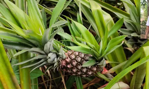किसान ने मेड़ पर लगाए थे कुछ पौधे, आज हर साल ढाई लाख की कमाई  हो रही