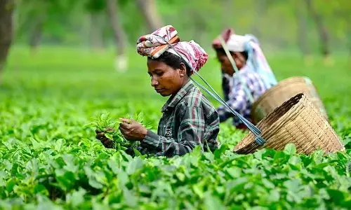 Assam: छोटे चाय किसानों को किसान रजिस्ट्री पोर्टल के ज़रिए किसान ID मिलेगी