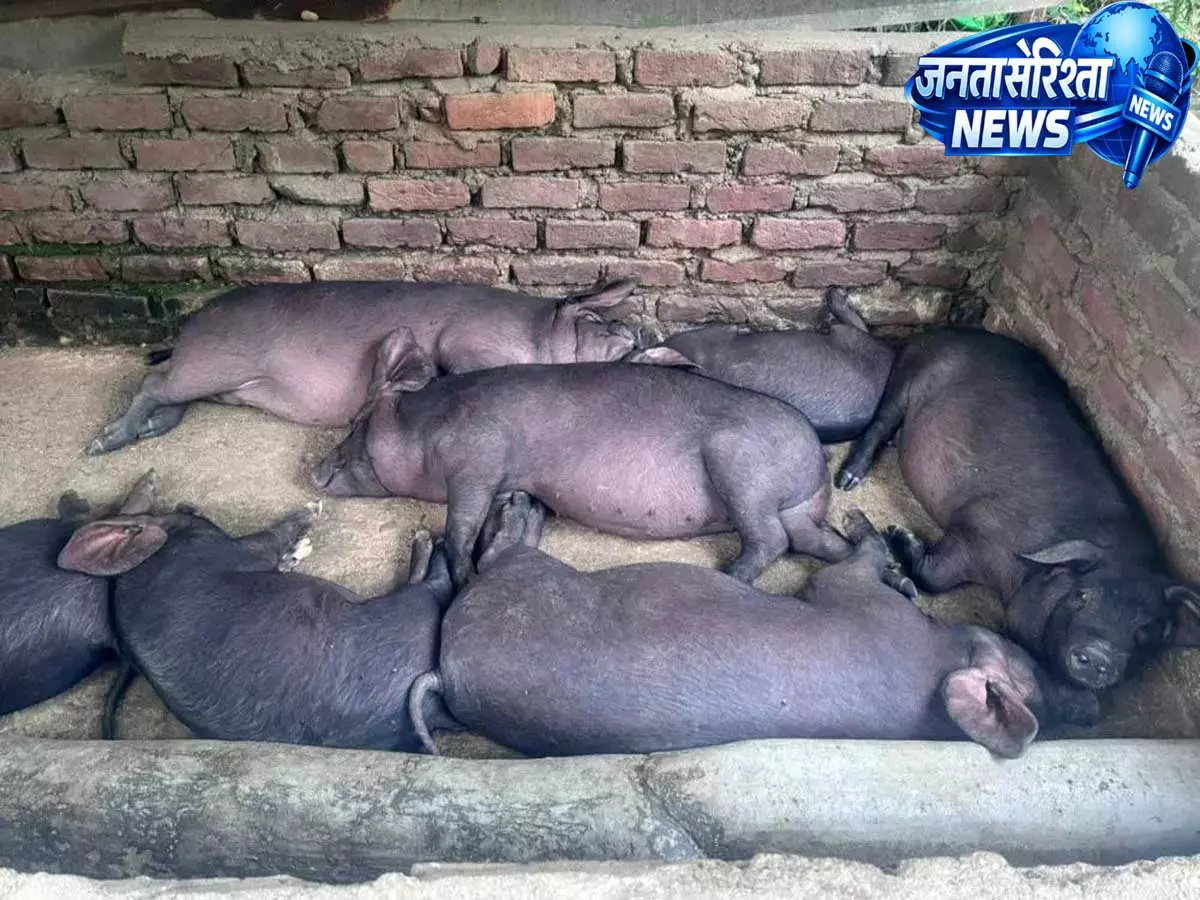 Kohima: अफ्रीकन स्वाइन फ्लू से बढ़ी चिंता, पशुपालन विभाग ने शुरू की कार्रवाई