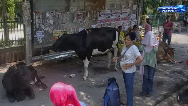 Yamunapar में बेसहारा गोवंश का आतंक, पार्षद पर हमला; सड़क सुरक्षा पर उठे सवाल Yamunapar में बेसहारा गोवंश का आतंक, पार्षद पर हमला; सड़क सुरक्षा पर उठे सवाल