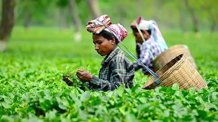 Assam: छोटे चाय किसानों को किसान रजिस्ट्री पोर्टल के ज़रिए किसान ID मिलेगी Assam: छोटे चाय किसानों को किसान रजिस्ट्री पोर्टल के ज़रिए किसान ID मिलेगी