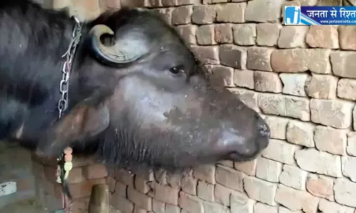 मानसून में बढ़ा गलघोंटू बीमारी का खतरा, पशुओं को टीका लगाने के निर्देश