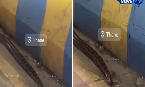 VIDEO: ठाणे में रेंगता दिखा अजगर, डिवाइडर के पास पहुंचते ही लोगों में दहशत