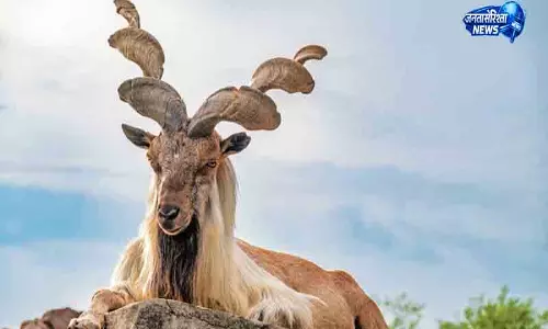 मार्खोर: Himalayan की दुर्लभ प्रजाति पर संकट मार्खोर: Himalayan की दुर्लभ प्रजाति पर संकट