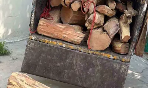Shimla लकड़ी तस्करी मामले में हाईकोर्ट का जांच आदेश