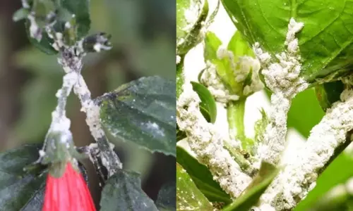 Hibiscus  के पौधे को कीड़ों से बचाने का आसान तरीका