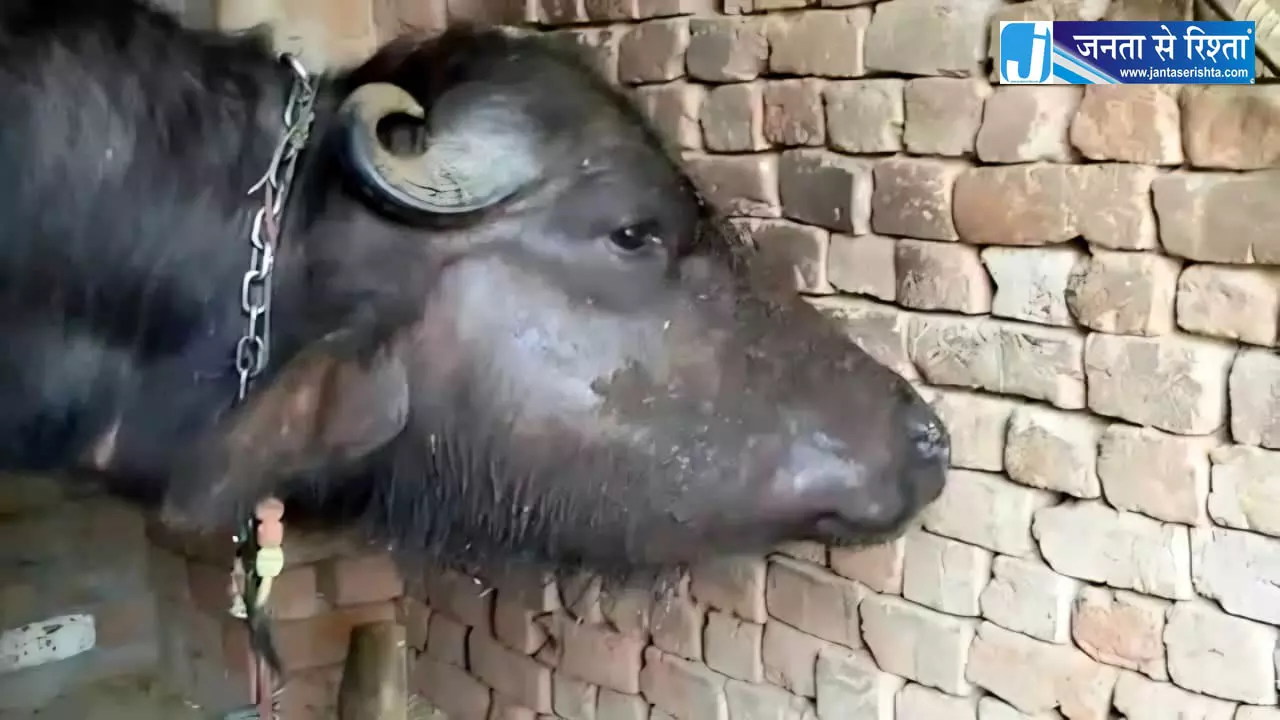 मानसून में बढ़ा गलघोंटू बीमारी का खतरा, पशुओं को टीका लगाने के निर्देश मानसून में बढ़ा गलघोंटू बीमारी का खतरा, पशुओं को टीका लगाने के निर्देश