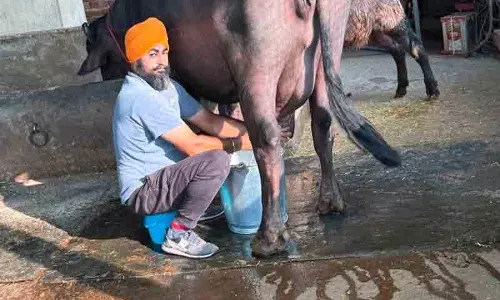 Ludhiana छोटी इकाई से बड़े डेयरी व्यवसाय तक का सफर