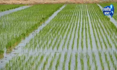 Punjab में धान बुआई का लक्ष्य अधूरा