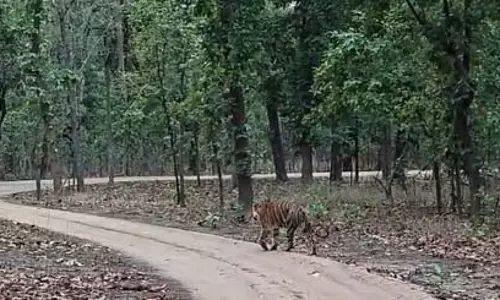 संजय टाइगर रिजर्व में दो नर बाघों का संघर्ष थमा, बाघिन टी-40 शावकों संग पर्यटन क्षेत्र में लौटी संजय टाइगर रिजर्व में दो नर बाघों का संघर्ष थमा, बाघिन टी-40 शावकों संग पर्यटन क्षेत्र में लौटी