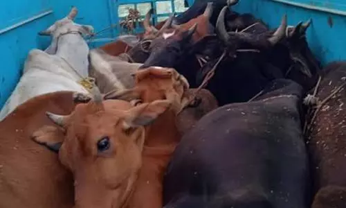 Jammu: गोवंश तस्करी की कोशिश नाकाम, जम्मू ग्रामीण पुलिस की सतर्कता रंग लाई
