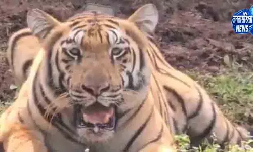 Satkosia टाइगर रिवाइवल में सरिस्का की बढ़त, बाकी पार्क पीछे Satkosia टाइगर रिवाइवल में सरिस्का की बढ़त, बाकी पार्क पीछे