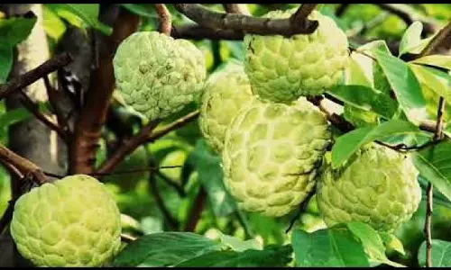 सिवनी के जंबो सीताफल को मिला GI टैग, किसानों के चेहरे खिले