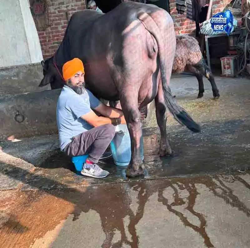 Ludhiana छोटी इकाई से बड़े डेयरी व्यवसाय तक का सफर Ludhiana छोटी इकाई से बड़े डेयरी व्यवसाय तक का सफर