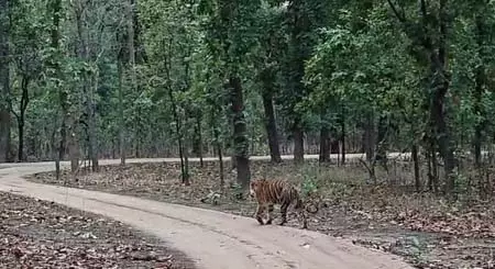 संजय टाइगर रिजर्व में दो नर बाघों का संघर्ष थमा, बाघिन टी-40 शावकों संग पर्यटन क्षेत्र में लौटी संजय टाइगर रिजर्व में दो नर बाघों का संघर्ष थमा, बाघिन टी-40 शावकों संग पर्यटन क्षेत्र में लौटी
