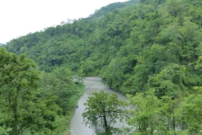 Pauri Garhwal: पर्यावरण और विकास के संतुलन की वकालत, वन कानून में सुधार की मांग उठी Pauri Garhwal: पर्यावरण और विकास के संतुलन की वकालत, वन कानून में सुधार की मांग उठी