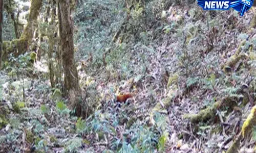 Arunachal के जंगलों में बड़ी खोज, वैज्ञानिकों ने खोजा लाल पांडा का नया ठिकाना