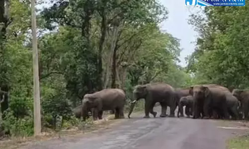 मवेशी को ढूंढने निकला था कि हो गया हाथी से सामना, युवक की मौत